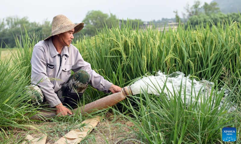 A farmer pumps water into a field for irrigation in Xingang Town, Fanchang District of Wuhu City, east China's Anhui Province, Aug. 23, 2022. High temperatures and the lack of rain in the Yangtze River basin has led to drought in some parts of Fanchang District. Locals channelled water from the Yangtze River into the farmland in various ways to minimize the impact of the drought on agricultural production.(Photo: Xinhua)