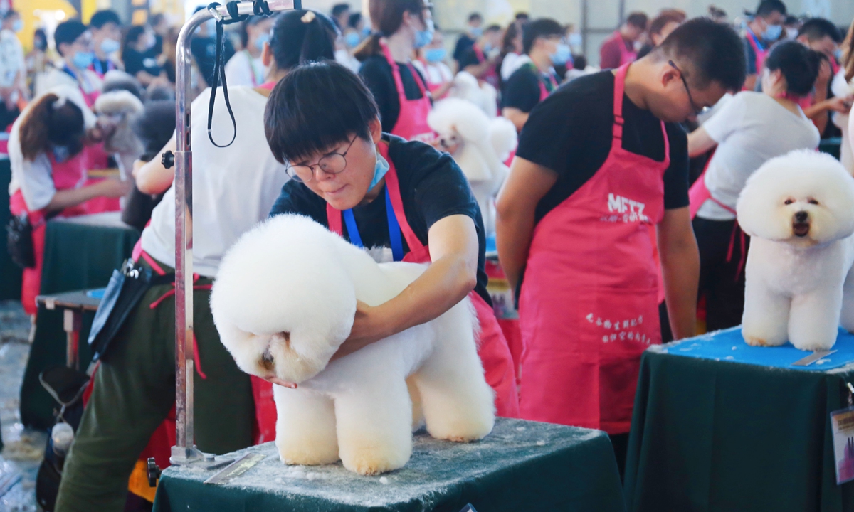 Pet groomer trim and style dogs at the 2020 International Senior Groomer Qualification Test held in Shanghai on August 19, 2020. Photo: IC