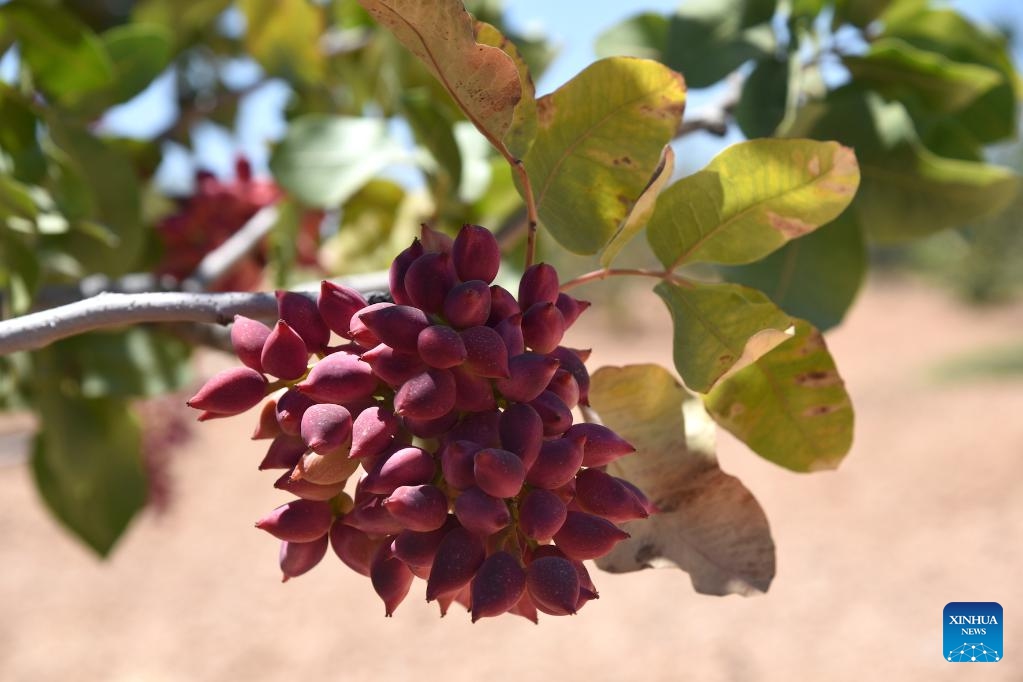 Lions are seen at Chobe National Park, northern Botswana, Aug. 21, 2022.(Photo: Xinhua)