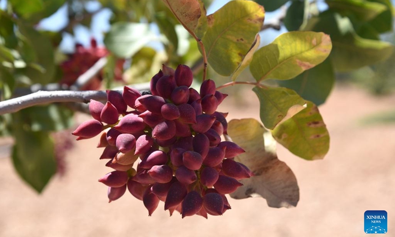 Pistachio trees are seen in Maan of Hama, central Syria, Aug. 8, 2022.(Photo: Xinhua)
