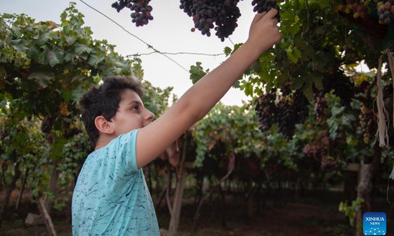 A visitor picks grapes at a vineyard during a festival for grapes and agricultural products in Erbil, Iraq, on Aug. 23, 2022. (Photo: Xinhua)