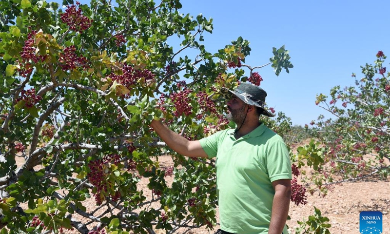A farmer checks a pistachio tree in Maan of Hama, central Syria, Aug. 8, 2022.(Photo: Xinhua)