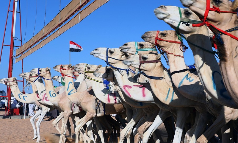 Camels compete in a camel race with robot jockeys on their backs in El Alamein City, Egypt, on Aug. 23, 2022.(Photo: Xinhua)