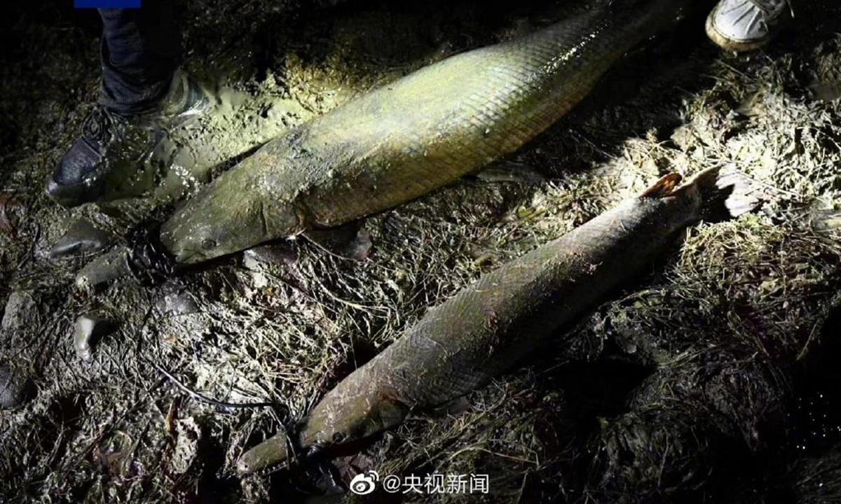 Two alligator gars Photo: Sina Weibo