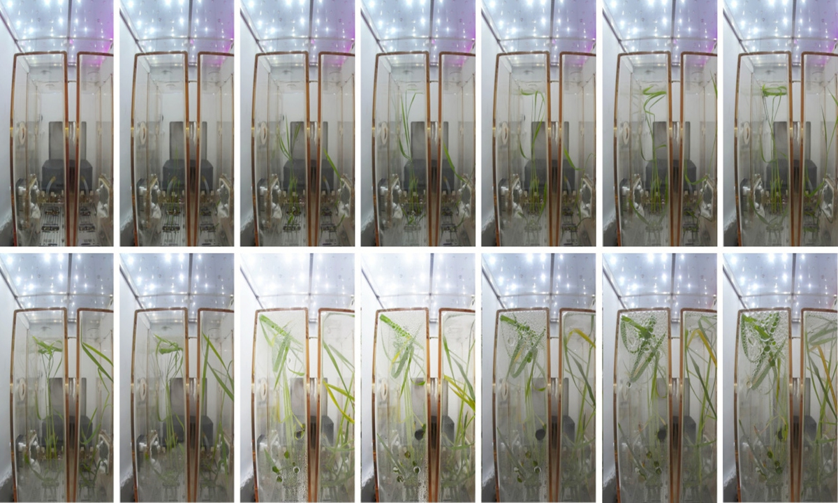 Growth and development of rice in microgravity Photo: Chinese Academy of Sciences