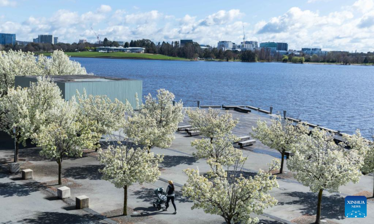 Photo taken on Sep 16, 2022 shows blooming flowers in early spring by the Lake Burley Griffin in Canberra, Australia. Photo:Xinhua