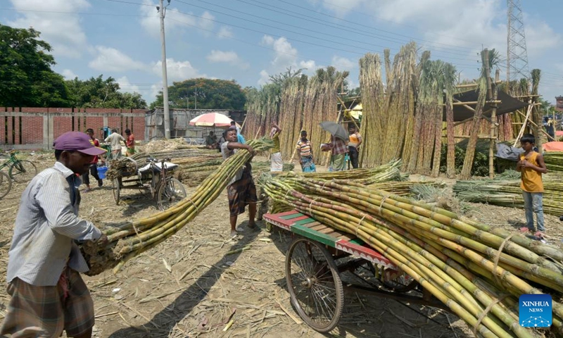 Traders load bundles of sugarcane onto a tricycle at a market in Dhaka, Bangladesh on Aug. 29, 2022. The early harvest of sugarcane has been in full swing at present in parts of Bangladesh with the harvesting season extending from September to March next year.(Photo: Xinhua)