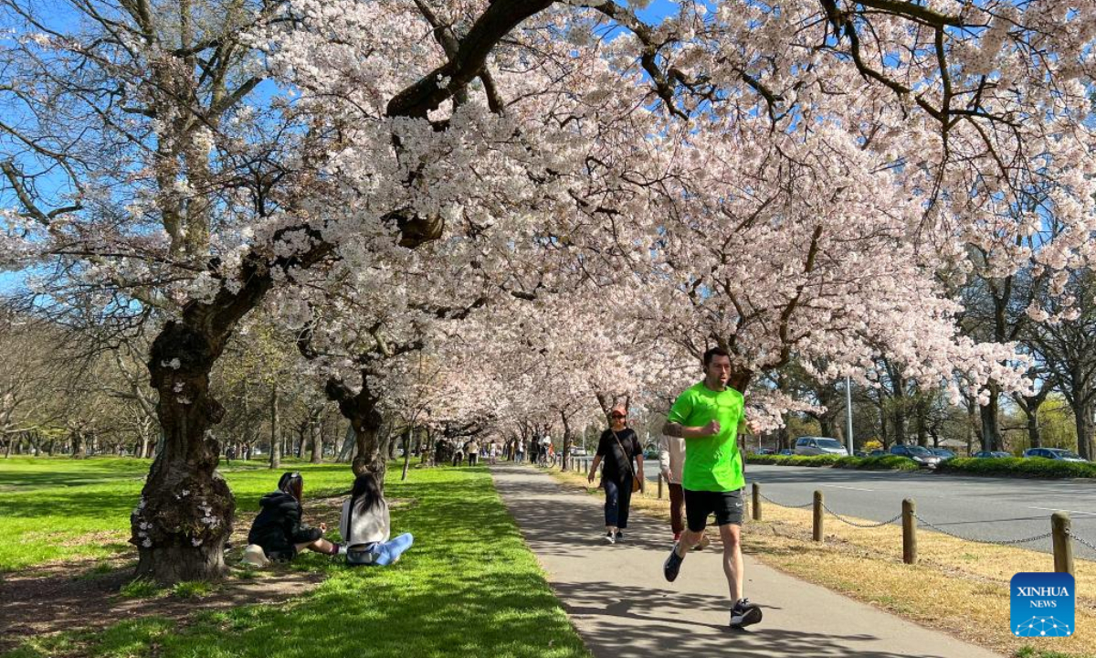 A jogger runs under cherry trees in Hagley Park in Christchurch, New Zealand, Sep 17, 2022. Photo:Xinhua