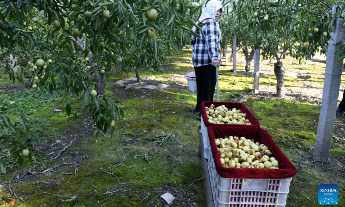 Jujube dates harvested in east China's Shandong Global Times
