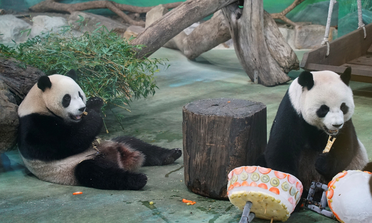 Giant pandas Tuan Tuan and Yuan Yuan celebrate their 18th birthday with a big cake at the Taipei Zoo on August 30, 2022. The pair was sent by the central government as part of an exchange program to the Taiwan island in 2008, with their names combined meaning reunion in Chinese. Photo: CFP