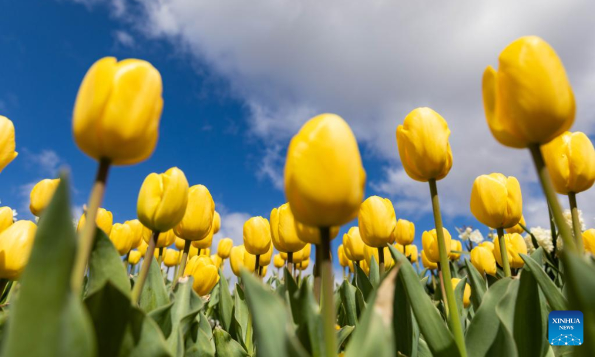 Photo taken on Sep 17, 2022 shows the festival event of Floriade at the Commonwealth Park in Canberra, Australia. Photo:Xinhua