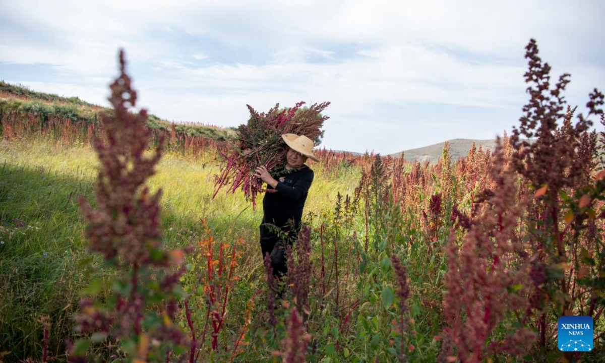 A villager carries harvested quinoa at a field in Nanshe Village in Jingle County, north China's Shanxi Province, Sep 16, 2022. More than 50,000 Mu (about 3,333 hectares) of quinoa greets busy harvest in Jingle County. Photo:Xinhua