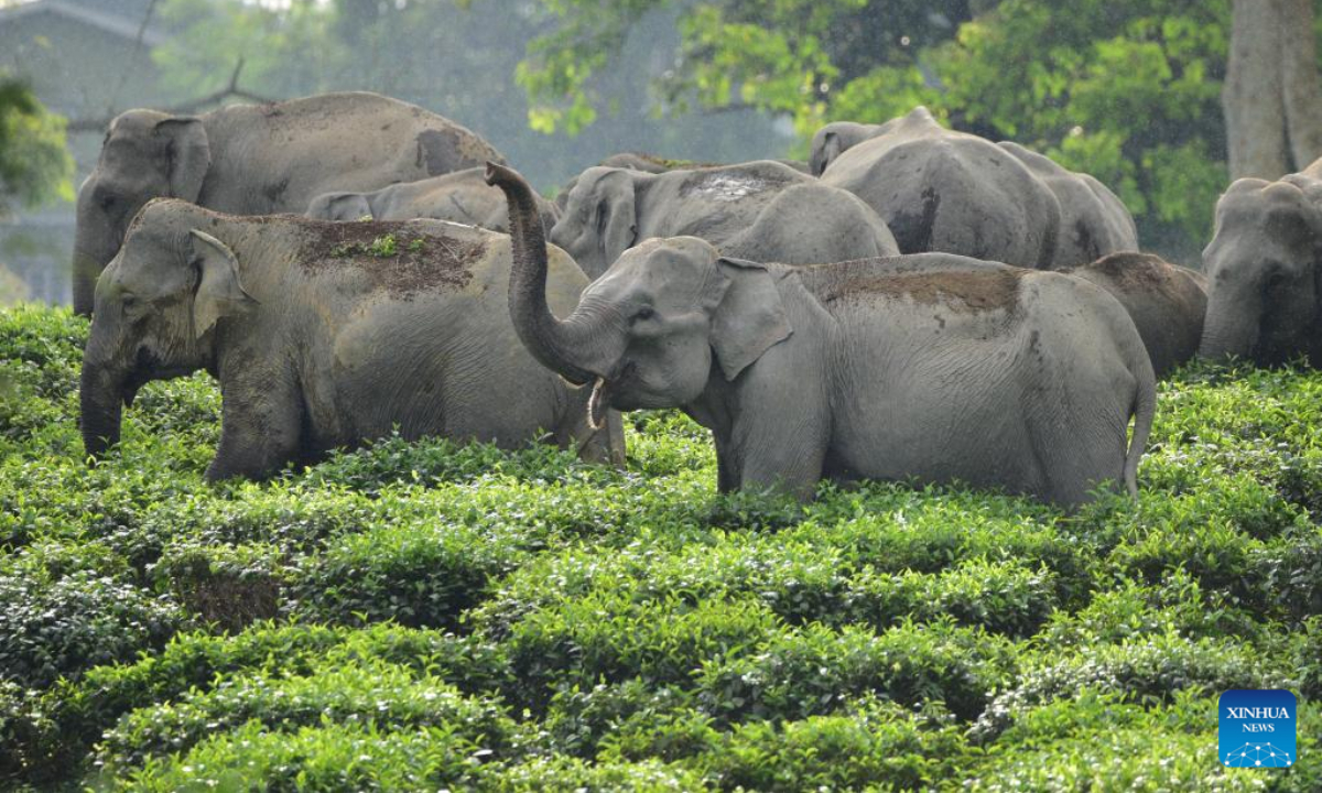 A herd of wild elephants are seen inside a tea estate in Nagaon district of northeastern state of Assam, India, Sep 15, 2022. Photo:Xinhua