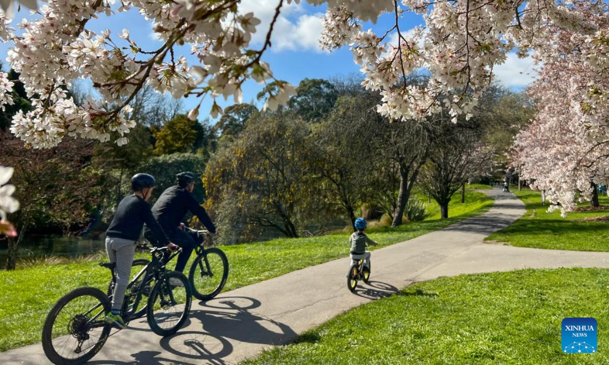 Cyclists ride under cherry trees in Hagley Park in Christchurch, New Zealand, Sep 17, 2022. Photo:Xinhua