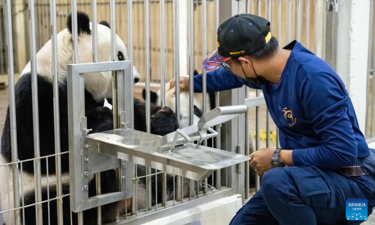 Giant panda caretaker Akmal Hadi Samsuddin interacts with giant panda cub Sheng Yi at the Giant Panda Conservation Center at Zoo Negara near Kuala Lumpur, Malaysia, Aug 21, 2022. Photo:Xinhua