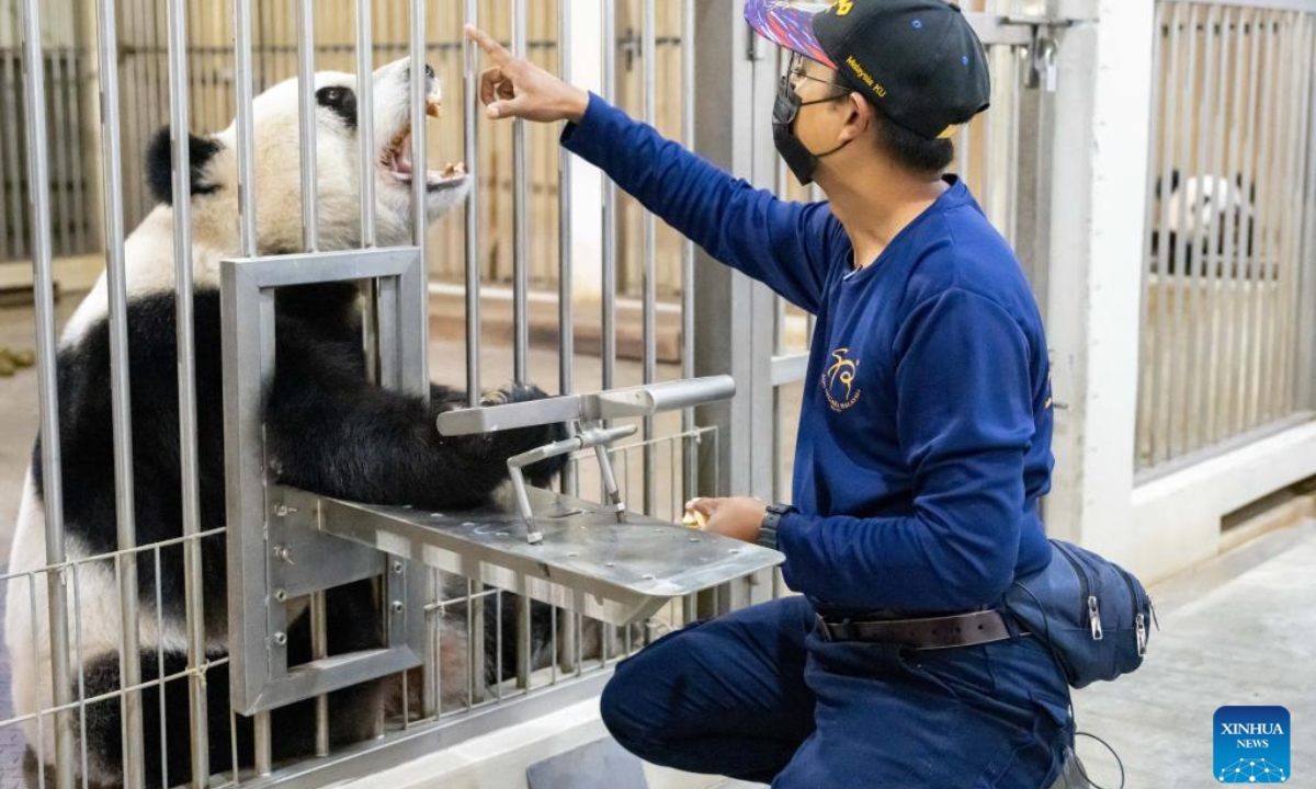 Giant panda caretaker Akmal Hadi Samsuddin checks the teeth of giant panda Liang Liang at the Giant Panda Conservation Center at Zoo Negara near Kuala Lumpur, Malaysia, Aug 21, 2022. Photo:Xinhua