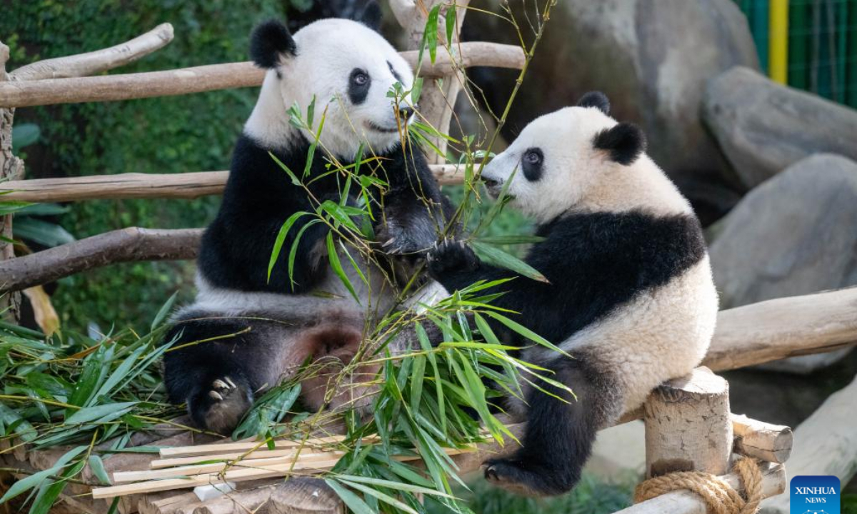 Giant panda Liang Liang (L) and her cub Sheng Yi eat bamboo at the Giant Panda Conservation Center at Zoo Negara near Kuala Lumpur, Malaysia, Aug 21, 2022. Photo:Xinhua