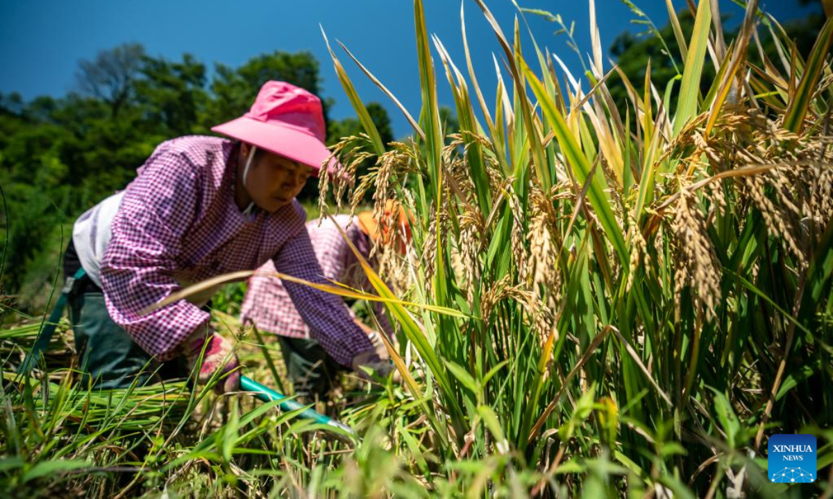 Rice harvested at Hani terraced fields, SW China's Yunnan Global Times