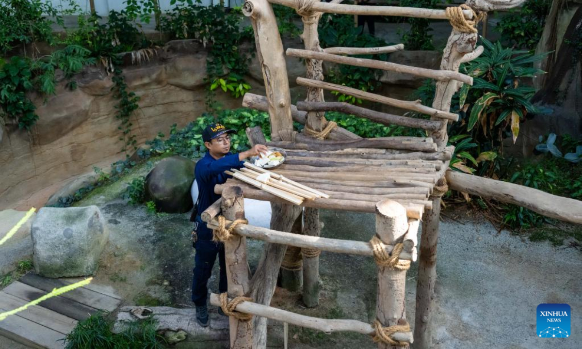 Giant panda caretaker Akmal Hadi Samsuddin places food for giant pandas at the Giant Panda Conservation Center at Zoo Negara near Kuala Lumpur, Malaysia, Aug 21, 2022. Photo:Xinhua