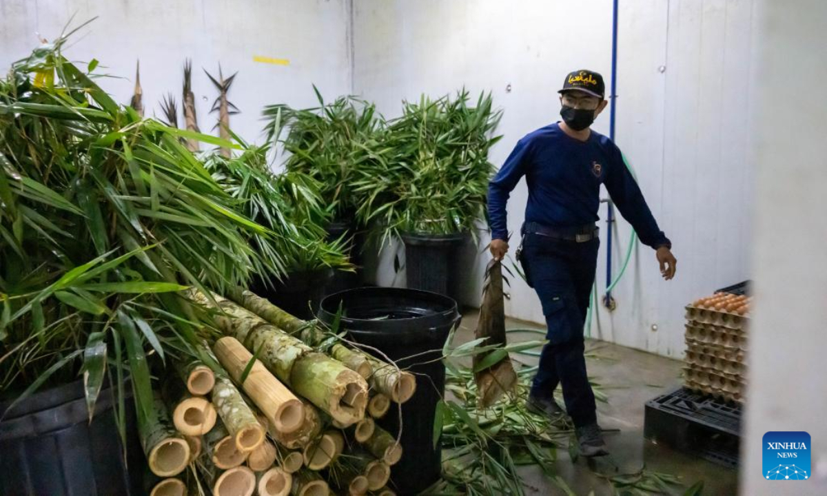 Giant panda caretaker Akmal Hadi Samsuddin selects bamboo for giant pandas at the Giant Panda Conservation Center at Zoo Negara near Kuala Lumpur, Malaysia, Aug 21, 2022. Photo:Xinhua