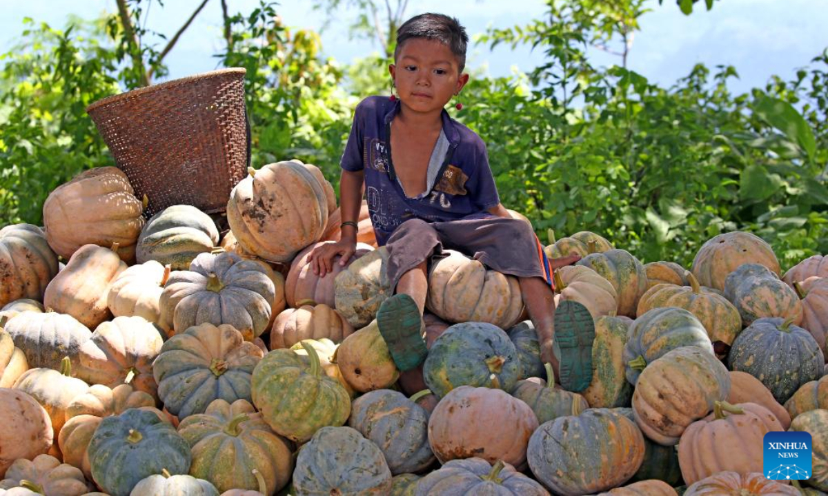 A boy sits on a pile of freshly harvested pumpkins at a village in Chattogram Hill Tracts region in Bangladesh on Sep 12, 2022. Photo:Xinhua