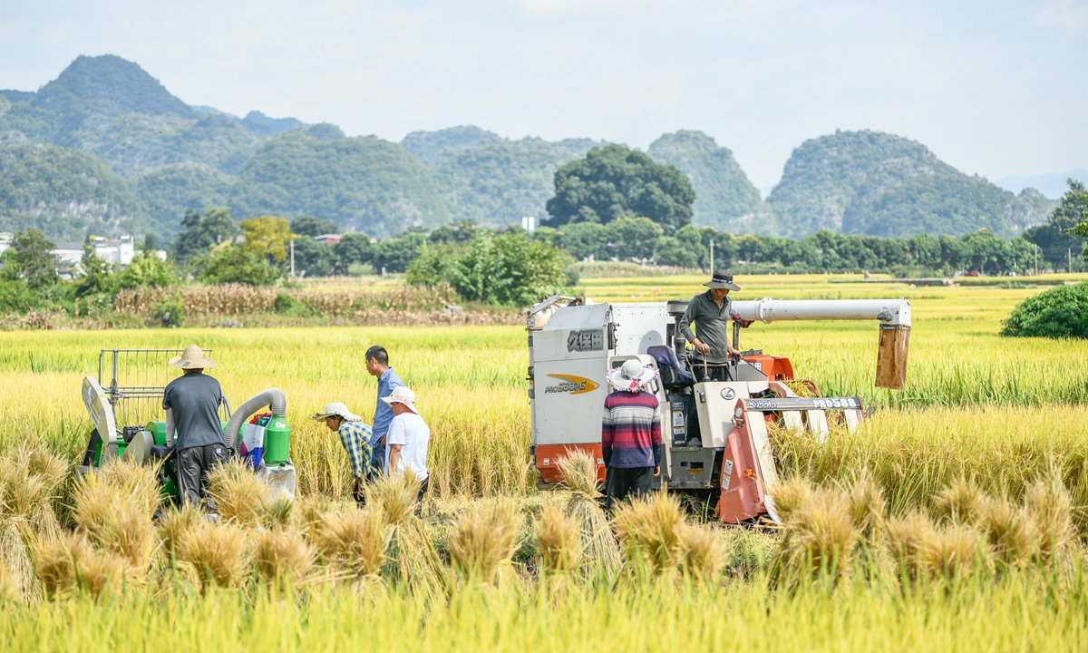 Farmers harvest paddy rice in Xingyi, Southwest China's Guizhou Province on August 30, 2022. The National Bureau of Statistics on August 26 estimated that the total output of early-season rice in 2022 will reach 28.12 million tons, up 0.4 percent from the same period last year. Photo: VCG