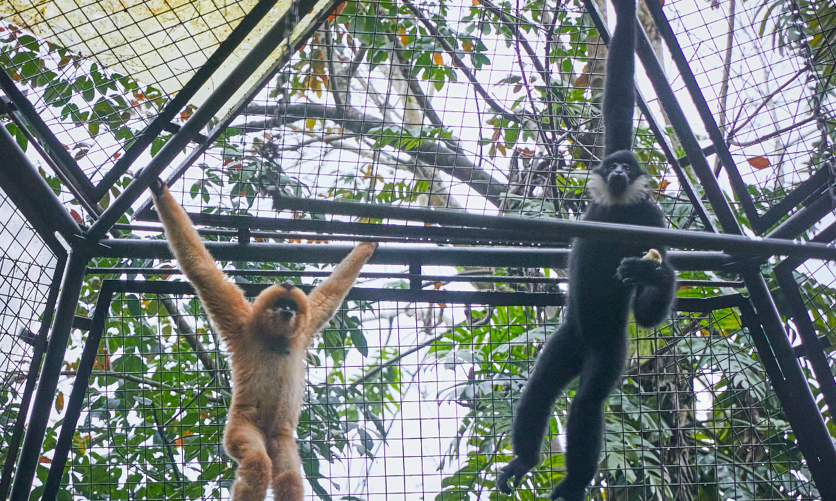 A female northern white-cheeked gibbon (left) and a male northern white-cheeked gibbon in Hainan Tropical Garden of Wild Fauna and Flora in Haikou, South China's Hainan Province on February 14, 2022.
