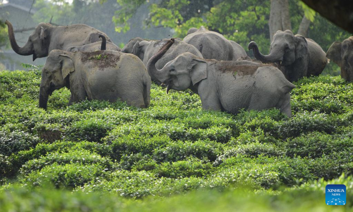A herd of wild elephants are seen inside a tea estate in Nagaon district of northeastern state of Assam, India, Sep 15, 2022. Photo:Xinhua