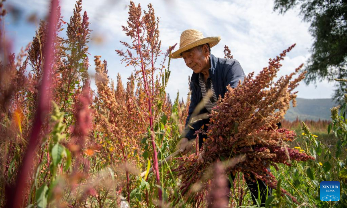 A villager harvests quinoa at a field in Nanshe Village in Jingle County, north China's Shanxi Province, Sep 16, 2022. More than 50,000 Mu (about 3,333 hectares) of quinoa greets busy harvest in Jingle County. Photo:Xinhua