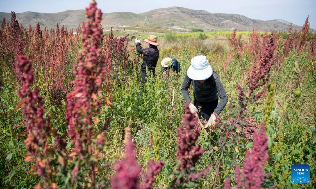 Villagers harvest quinoa at a field in Nanshe Village in Jingle County, north China's Shanxi Province, Sep 16, 2022. More than 50,000 Mu (about 3,333 hectares) of quinoa greets busy harvest in Jingle County. Photo:Xinhua