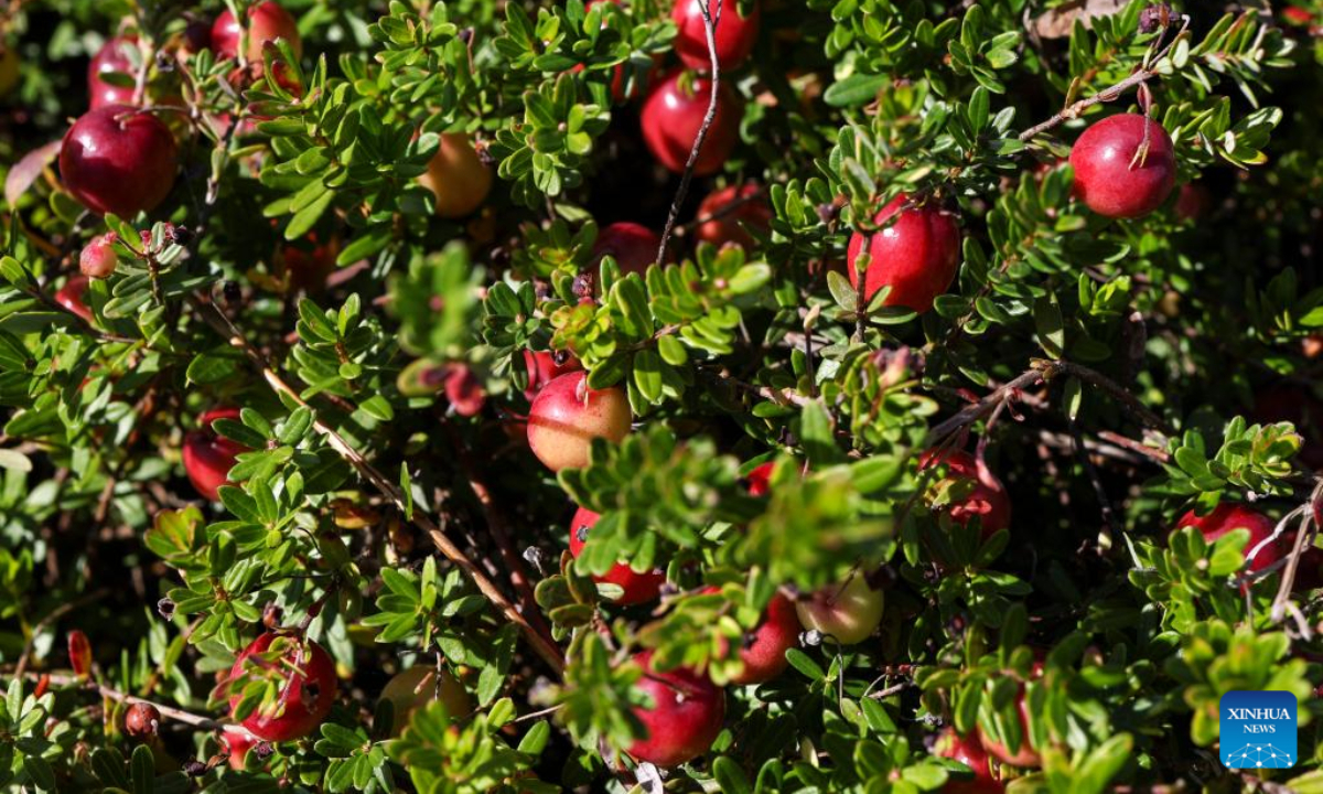 Photo taken on Sep 4, 2022 shows the view of a wetland in Fuyuan, northeast China's Heilongjiang Province. Fuyuan has been making persistent efforts to improve local ecological environment, attracting tourists with its distinctive cultural tourism industry. Photo:Xinhua