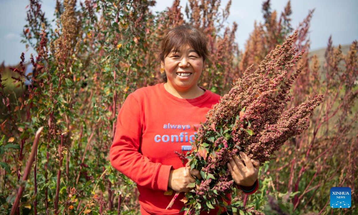 A villager shows harvested quinoa in Nanshe Village, Jingle County, north China's Shanxi Province, Sep 16, 2022. More than 50,000 Mu (about 3,333 hectares) of quinoa greets busy harvest in Jingle County. Photo:Xinhua