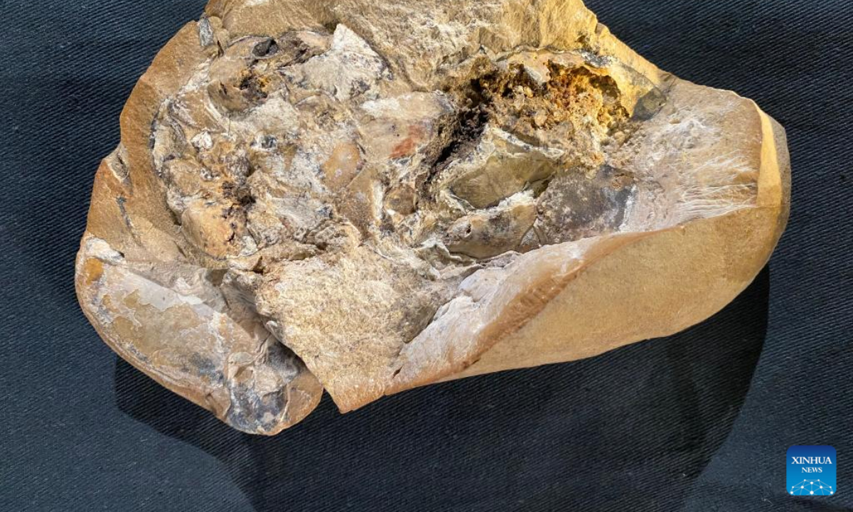 El fósil de artrópodo, donde se descubrió el corazón de 380 millones de años, se ve en el Museo de Australia Occidental el 8 de septiembre de 2022. Investigadores australianos han descubierto un corazón de 380 millones de años, el más antiguo hasta la fecha, en una mandíbula antigua. El pez llamado arthrodire, junto con el estómago, el intestino y el hígado fosilizados se separan, proporcionando nuevos conocimientos sobre la evolución biológica.  Foto: Xinhua