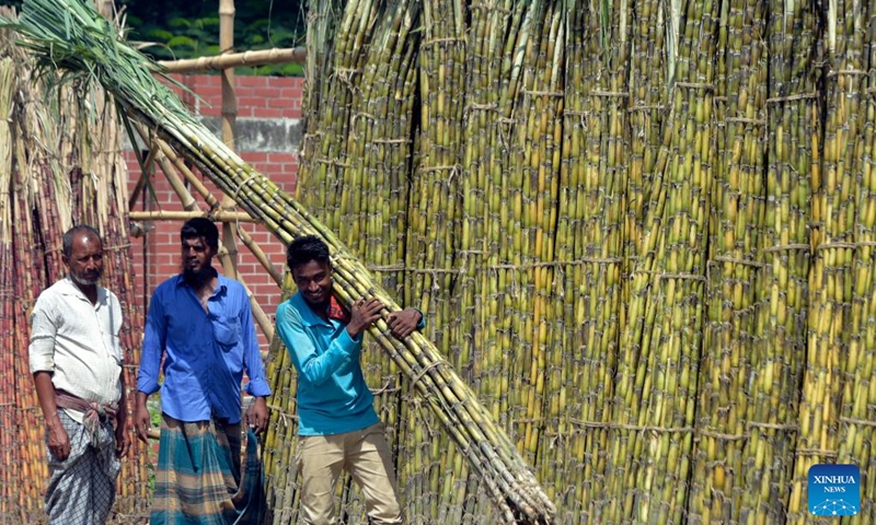 A laborer carries bundles of sugarcane at a market in Dhaka, Bangladesh on Aug. 29, 2022. The early harvest of sugarcane has been in full swing at present in parts of Bangladesh with the harvesting season extending from September to March next year.(Photo: Xinhua)