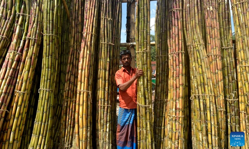 A vendor arranges bundles of sugarcane at a market in Dhaka, Bangladesh on Aug. 29, 2022. The early harvest of sugarcane has been in full swing at present in parts of Bangladesh with the harvesting season extending from September to March next year.(Photo: Xinhua)