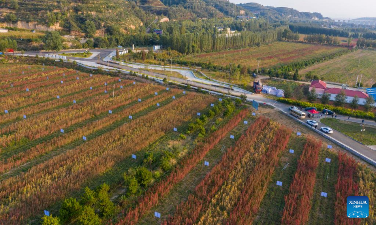 A quinoa field is seen from aerial at a quinoa industrial park in Jingle County, north China's Shanxi Province, Sep 15, 2022. More than 50,000 Mu (about 3,333 hectares) of quinoa greets busy harvest in Jingle County. Photo:Xinhua