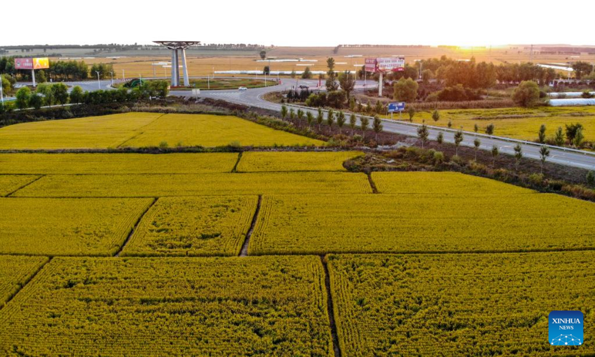 Aerial photo taken on Sep 15, 2022 shows rice fields in Gannan County of Qiqihar, northeast China's Heilongjiang Province. Photo:Xinhua