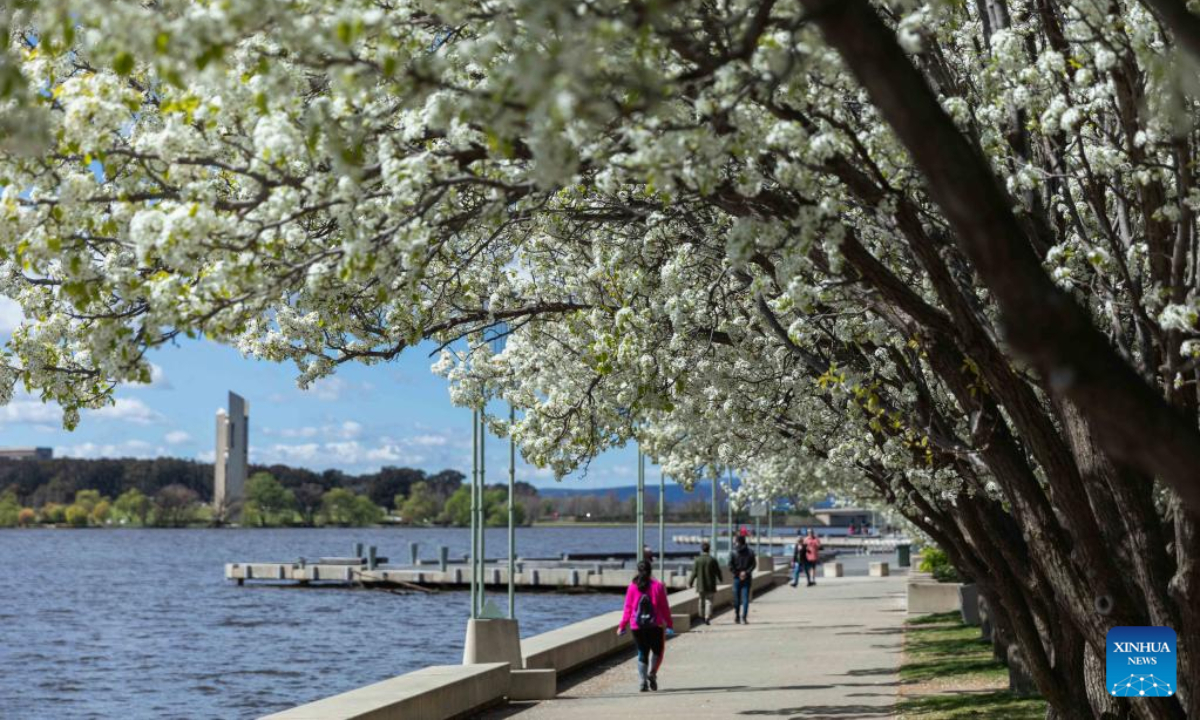 Photo taken on Sep 16, 2022 shows blooming flowers in early spring by the Lake Burley Griffin in Canberra, Australia. Photo:Xinhua