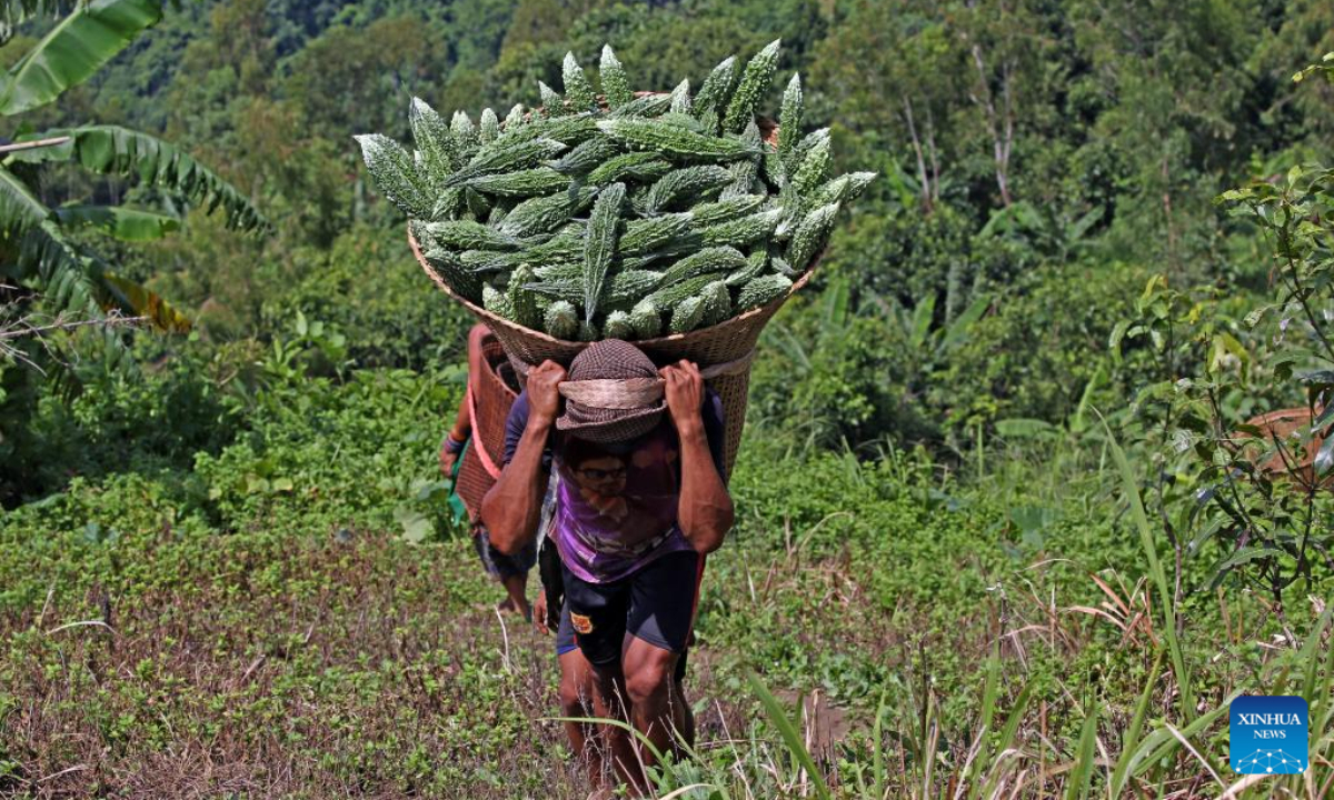 A farmer carries a basket of bitter gourds at a village in Chattogram Hill Tracts region in Bangladesh on Sep 12, 2022. Photo:Xinhua