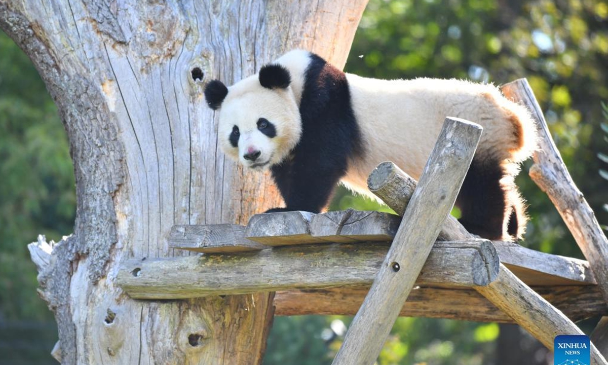 Giant panda Meng Yuan is seen at Berlin Zoo in Berlin, capital of Germany, Aug. 31, 2022. A pair of giant pandas celebrated their third birthday in Zoo Berlin on Wednesday. They are the first white-and-black bears ever born in the country. (Xinhua/Ren Pengfei)