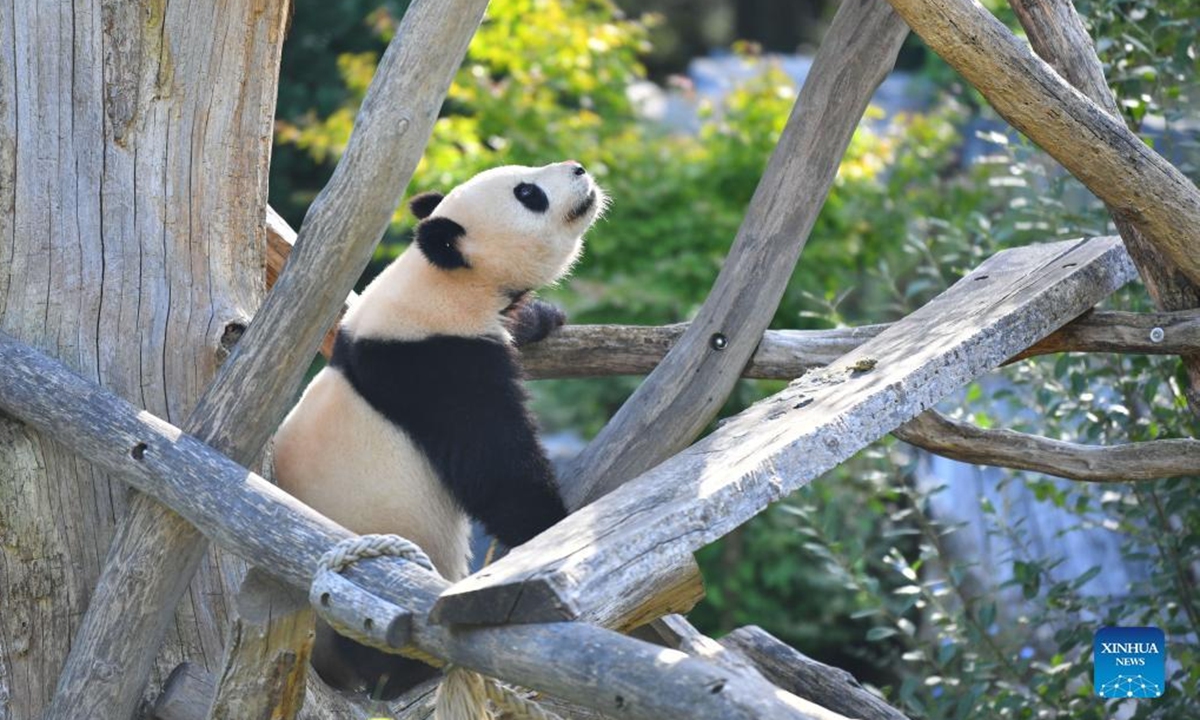 Giant panda Meng Yuan is seen at Berlin Zoo in Berlin, capital of Germany, Aug. 31, 2022. A pair of giant pandas celebrated their third birthday in Zoo Berlin on Wednesday. They are the first white-and-black bears ever born in the country. (Xinhua/Ren Pengfei)