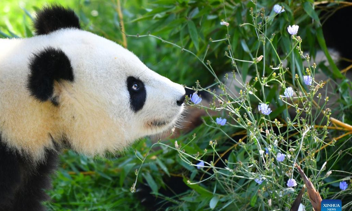 Giant panda Meng Yuan is seen at Berlin Zoo in Berlin, capital of Germany, Aug. 31, 2022. A pair of giant pandas celebrated their third birthday in Zoo Berlin on Wednesday. They are the first white-and-black bears ever born in the country. (Xinhua/Ren Pengfei)