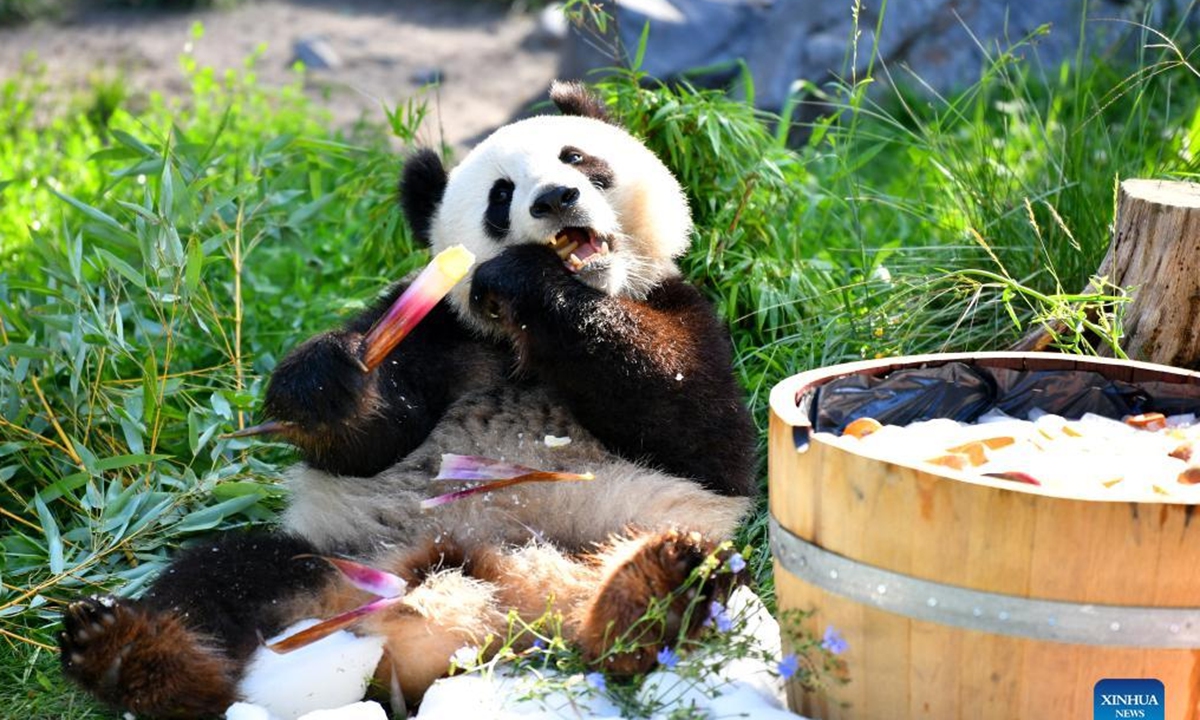 Giant panda Meng Yuan is seen at Berlin Zoo in Berlin, capital of Germany, Aug. 31, 2022. A pair of giant pandas celebrated their third birthday in Zoo Berlin on Wednesday. They are the first white-and-black bears ever born in the country. (Xinhua/Ren Pengfei)