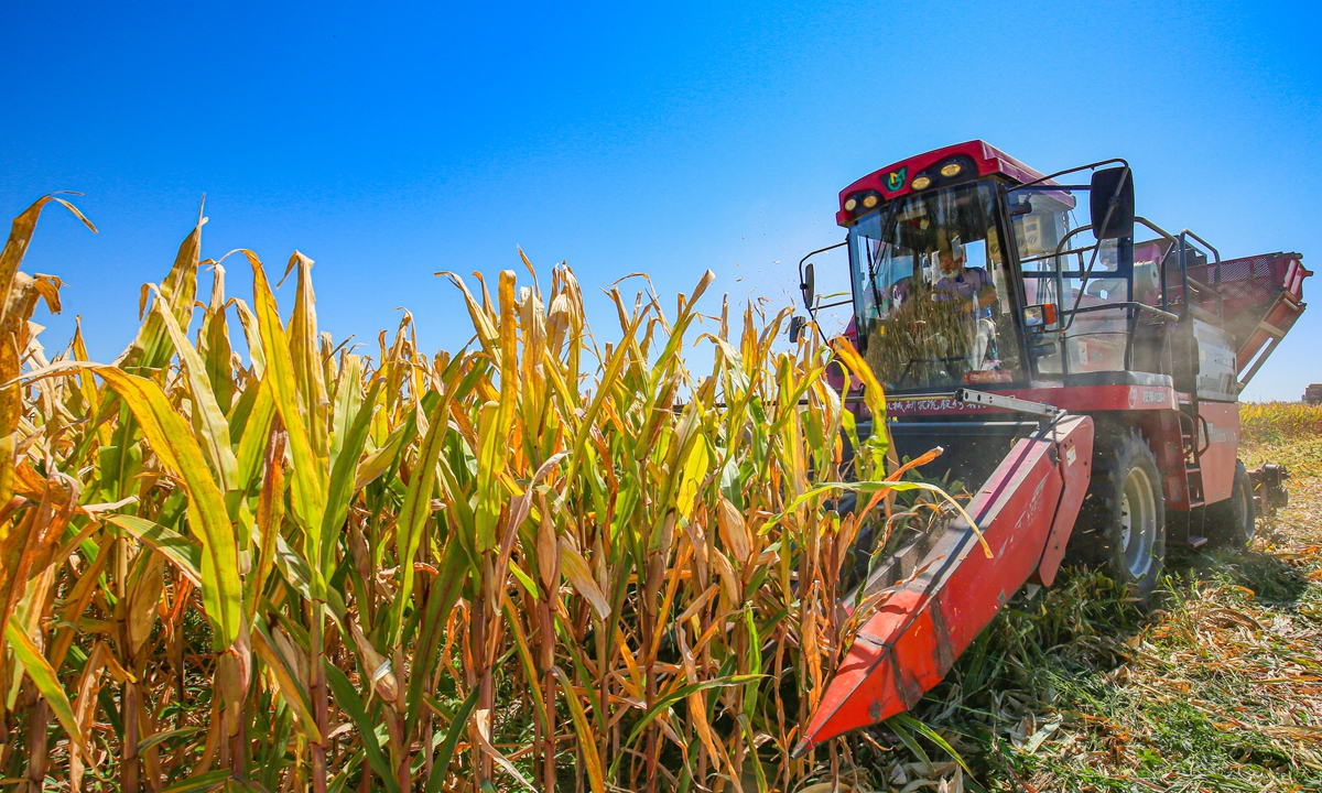 A farmer in Changji city in Northwest China's Xinjiang Uygur Autonomous Region drives a harvester to harvest corn on Sunday. Photo: VCG