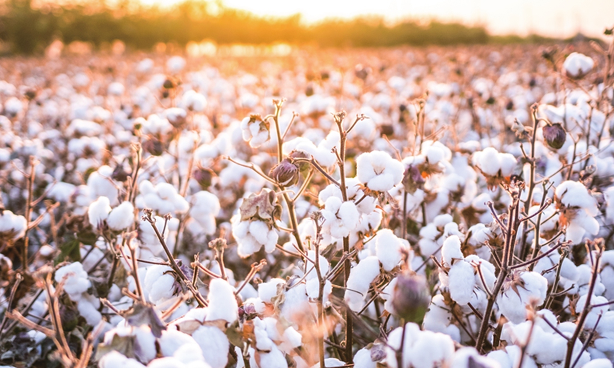 Picture taken shows cotton in Usu city in Northwest China's Xinjiang Uygur Autonomous Region. Photo: VCG