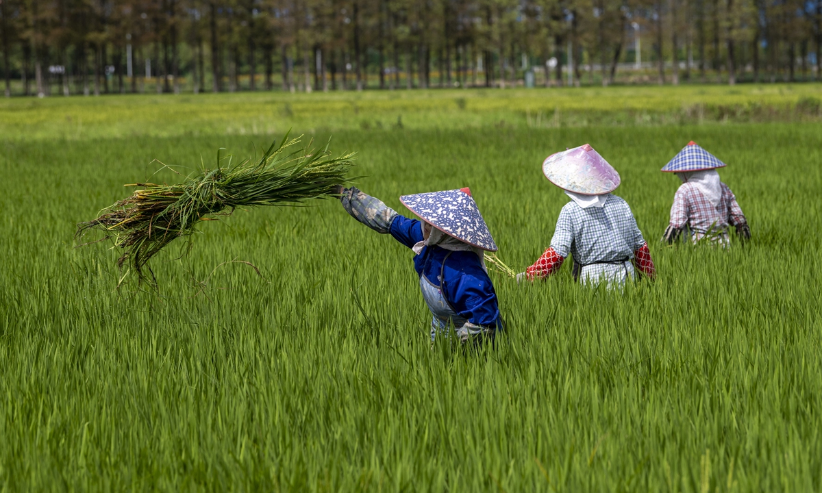 Farmers in Kunshan, East China's Jiangsu Province, weed the fields on September 4, 2022. China is in an 