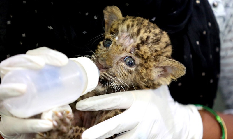 Picture taken on Sept. 4, 2022 shows a caretaker feeds a one-month-old leopard cub, rescued from the jungle, at Kamla Nehru Zoological Park in Indore, 200 Km from Bhopal, the capital of India's Madhya Pradesh state.Photo:Xinhua