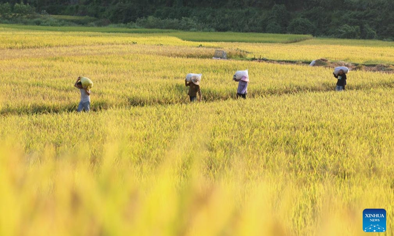 Villagers transport harvested rice in Pingtan Village, Tongdao Dong Autonomous County in Huaihua City, central China's Hunan Province, Sept. 3, 2022.Photo:Xinhua