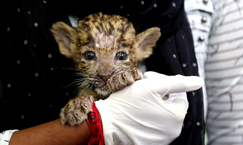 A caretaker holds a one-month-old leopard cub, rescued from the jungle, at Kamla Nehru Zoological Park in Indore, 200 Km from Bhopal, capital of India's Madhya Pradesh state, on Sept. 4, 2022.Photo:Xinhua