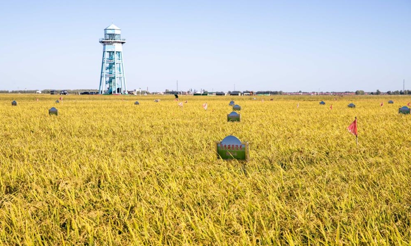 Photo taken on Sept. 2, 2022 shows a field with water-saving and reduced-draining technologies in a paddy rice technology demonstration park in Fujin City of northeast China's Heilongjiang Province.Photo:Xinhua